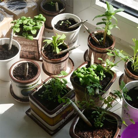 Растущий карандаш. Официальный сайт производителя.