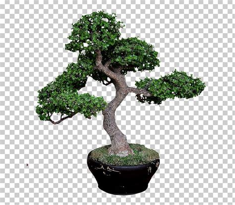 Sageretia Theezans Bonsai Tree Pine Jade Plant Png Clipart Baobab