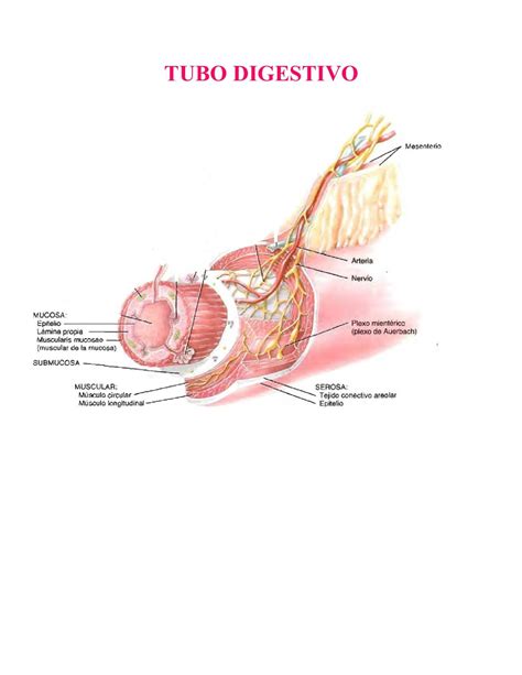 Calam O Histolog A Del Tubo Digestivo