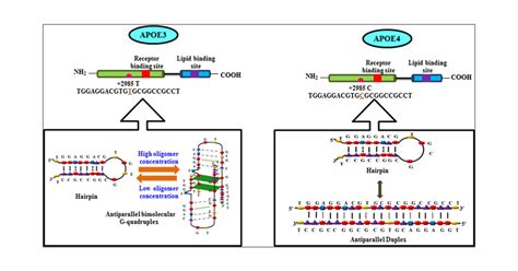 Structural Switch From Hairpin To Duplex Antiparallel G Quadruplex At