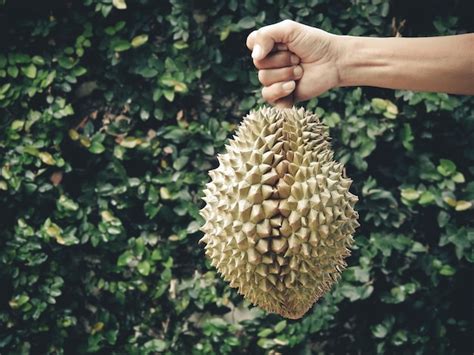 Premium Photo Man Hand Holding Tropical Sweet Ripe Fruit Durian