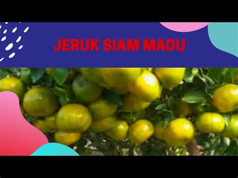 Jual Bibit Jeruk Siam Madu Di Palembang WA 081 391 683 045 Bibit Jeruk