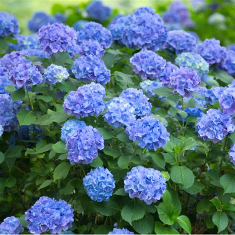 Hortensja Hydrangea Macrophylla Early Blue ~ 20cm Sklep Z Roślinami Cocaflora