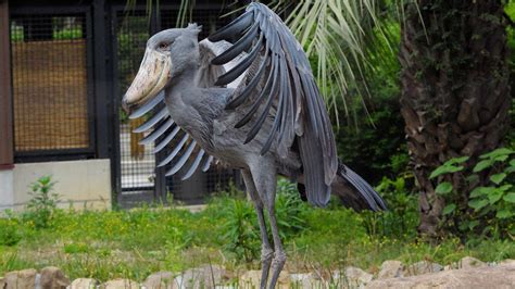 Six Strange Facts About The Shoebill Bird | Awake & Dreaming