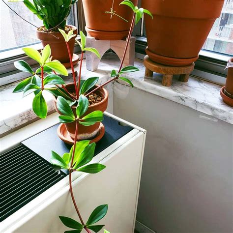 Radiator Plant How Much Water And Light Does It Need To Thrive