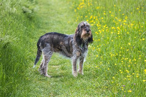 Griffon Bleu De Gascogne Incantevole E Vigoroso Cane Di Famiglia