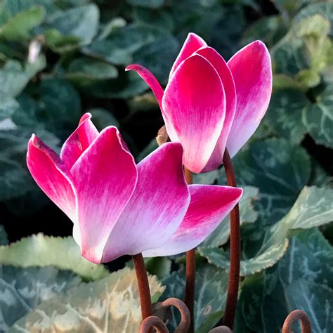 Cyclamen Premier Color Nursery