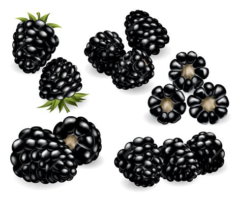 Premium Vector Fresh Sweet And Tasty Blackberry Sweet Fruit Forest