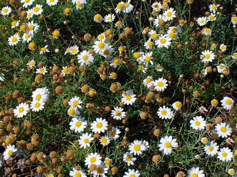 Chamomile Field Wild Flowers Texture Free (Nature-Grass-And-Foliage ...