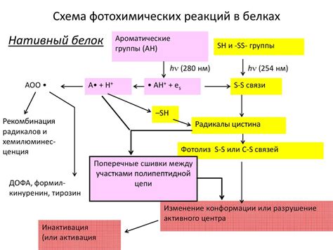 Фотобиология - презентация онлайн