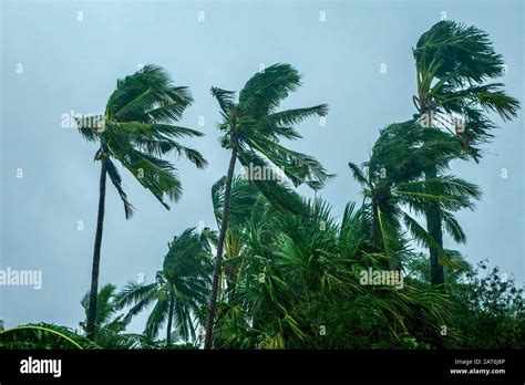 Wind And Rain Blowing Palm Trees Creating Motion Blur During A