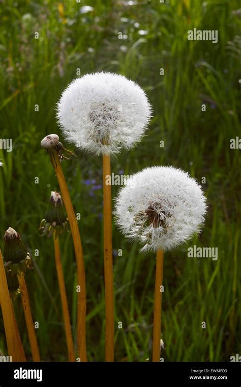 Seedheads Of Dandelion Hi Res Stock Photography And Images Alamy