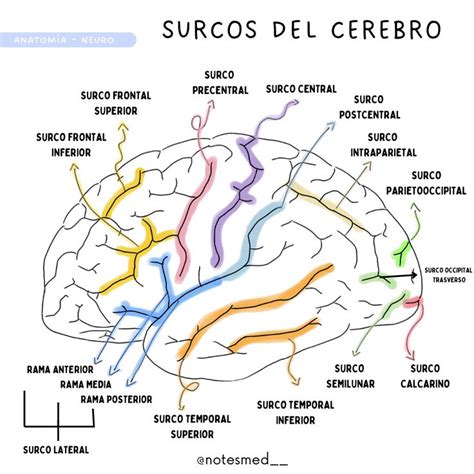 ANATOMÍA SURCOS DEL CEREBRO en 2024 Anatomía Anatomía médica