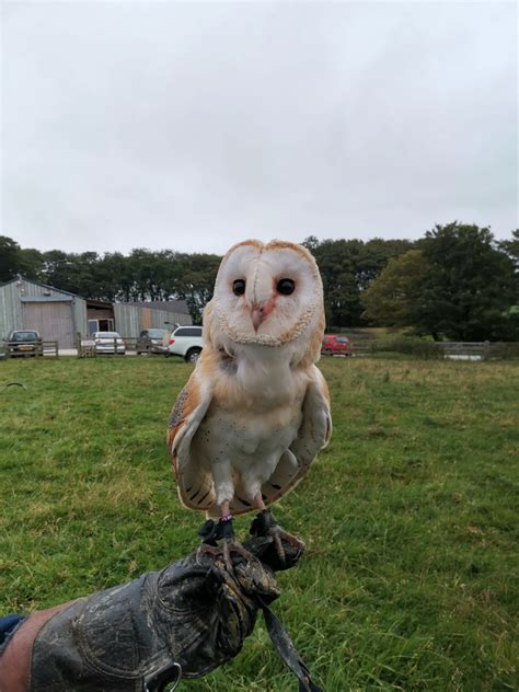 Baby barn owl from my bird handling experience! : r/Owls