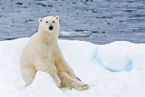 Powerful Photos Of Stranded Polar Bears Surrounded By A Melting Sea Of Ice