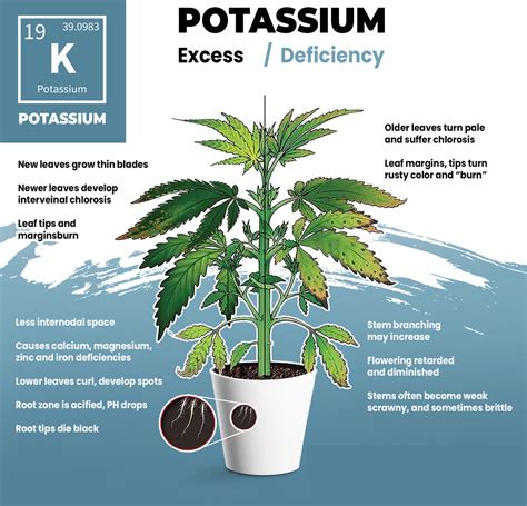 How To Diagnose Treat And Prevent Cannabis Nutrient Deficiencies