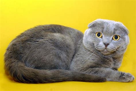 Британская вислоухая кошка: 15 фото, описание породы, характер, уход