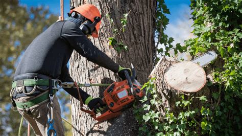 Sarasota Tree Trimming Lakewood Ranch Tree Maintenance