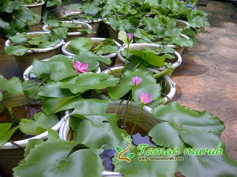 Jual Pohon Teratai Tanaman Air Yang Berbunga Jual Tanaman Hias Murah