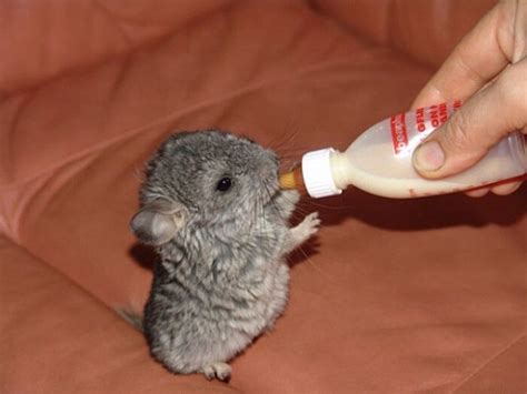 30 baby chinchilla Pictures That Will Simply Destroy You With Cuteness