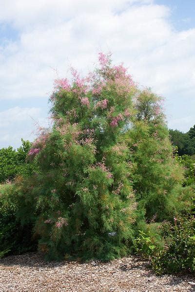 Tamarix Ramosissima Five Stamen Tamarix Salt Cedar Tamarisk Tamrix