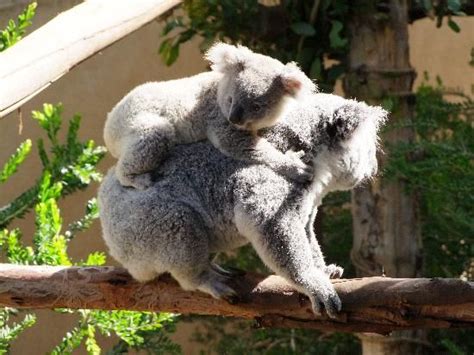 San Diego Zoo: koalas San Diego Zoo, San Diego California, Koala Bear ...