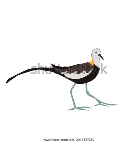 61 Jacana Art Images Stock Photos And Vectors Shutterstock