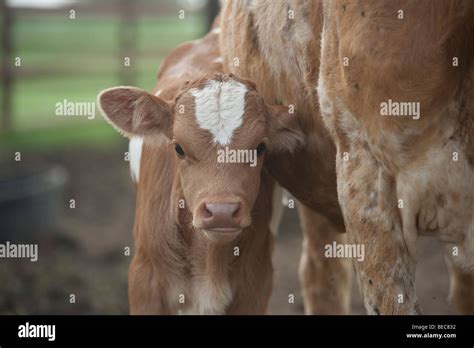 Newborn Texas Longhorn Calf Stock Photo Alamy