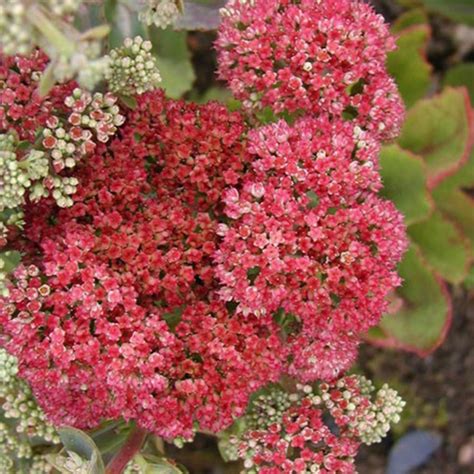 Sedum Telephium Munstead Dark Red In Hairy Pot The Nunhead Gardener