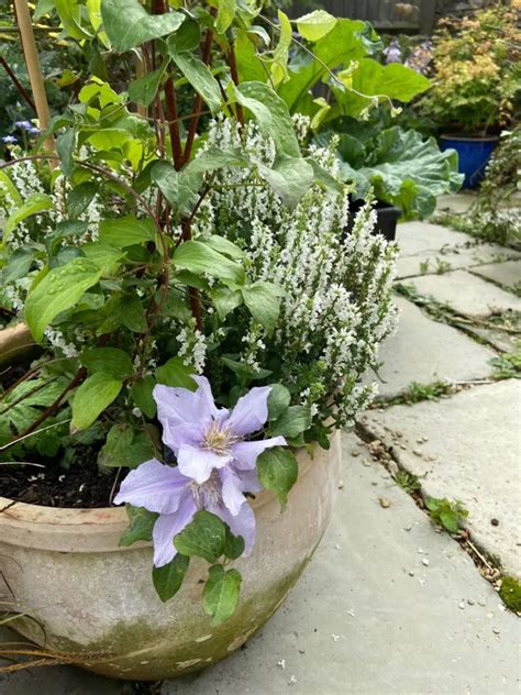 perennials for containers - Blooming Lucky