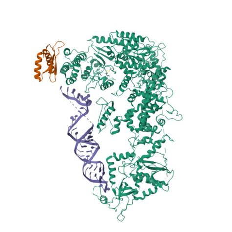 Rcsb Pdb Zam Cryo Em Structure Of Human Dicer And Its Complexes