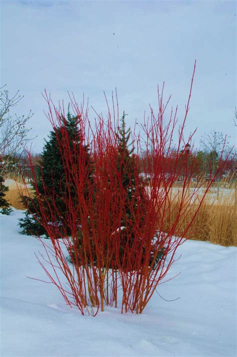 Transplanting Red Twig Dogwood Bush | wordpress-331561-1541677 ...