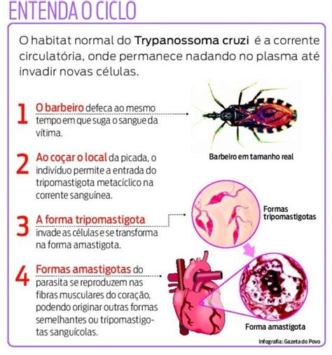 Doença De Chagas Quem é O Vetor Transmissor Da Doença Como Ocorre A