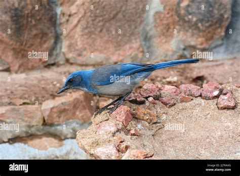 Woodhouses Scrub Jay Bird Hi Res Stock Photography And Images Alamy