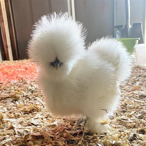 Buy Black Silkie Bantam For Sale | #1 Trusted Vendor