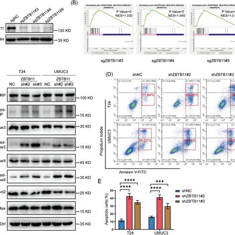 Knockdown Of ZBTB11 Induces Apoptosis In BC Cells A The Expression