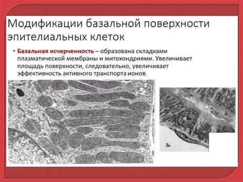 Эпителиальная ткань - презентация онлайн