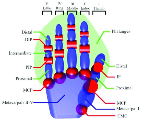 Proximal Interphalangeal (PIP), Distal Interphalangeal (DIP) and ...