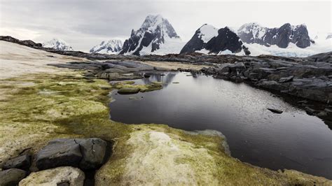 1st map of Antarctica's green space unveiled. Here's what it shows ...