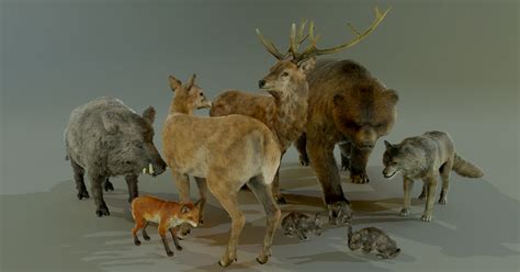 Forest Animals Pack 3d Animals Unity Asset Store