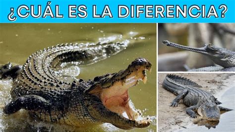 Diferencia Entre Caim N Cocodrilo Y Gavial Youtube