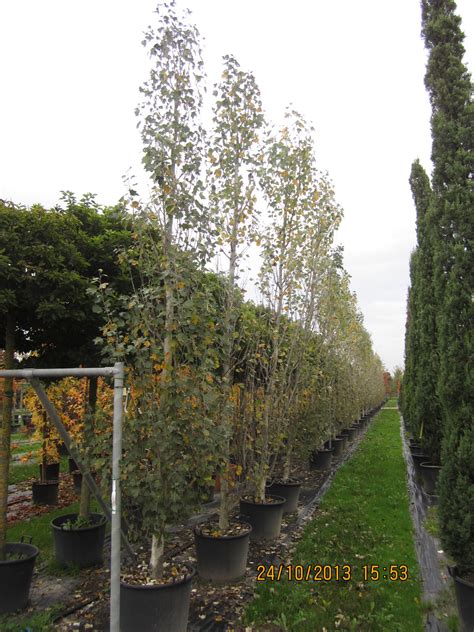 Populus Alba Bolleana Pyramidalis Vivai Italia Piante Ornamentali