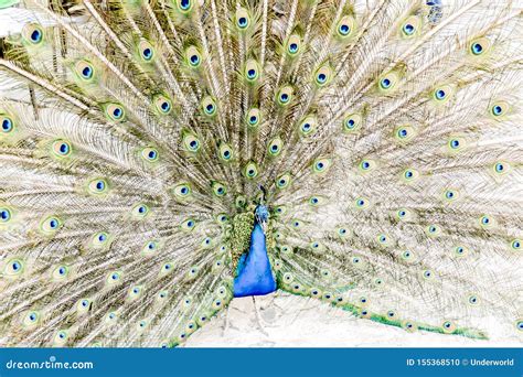 Pavo Real Con Las Plumas Hacia Fuera En El Capital De Lisboa De