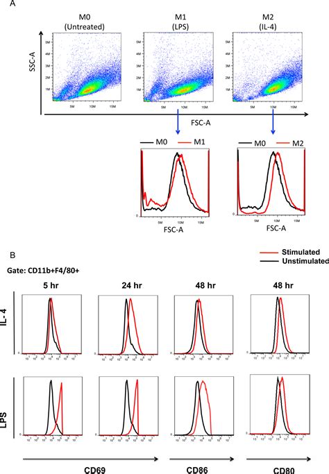 Investigation Of Macrophage Polarization Using Bone Marrow Derived