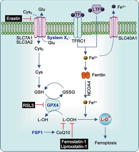 Molecular Mechanisms Of Ferroptosis Ferroptosis Is Primarily Driven By