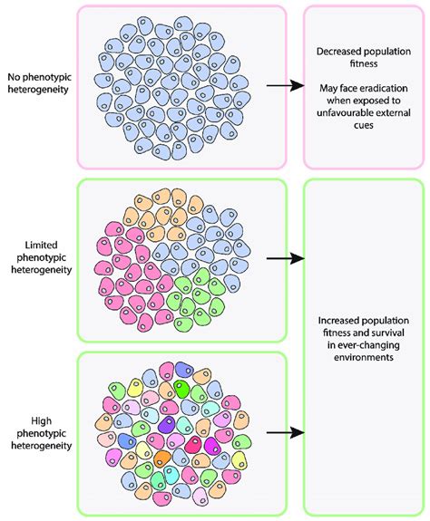 Phenotypic Heterogeneity In Populations Of Genetically Identical Cells