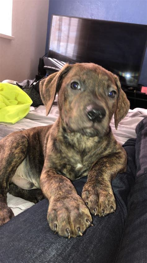 Bulldog Cross Staff Puppiesdog In Liverpool Merseyside Gumtree
