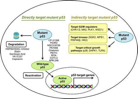 Strategies To Target Mutant P53 In Cancers Two Approaches Have Been