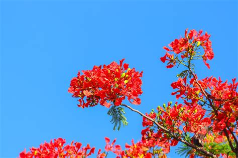 Phoenix flower, poinciana,free pictures, free photos, free images ...