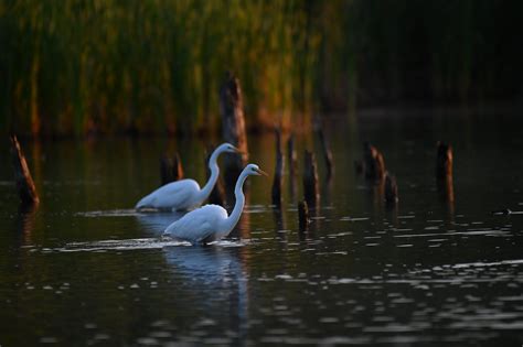 Grande Aigrette Great Egret Ardea Alba IN EXPLORE No 1 Flickr